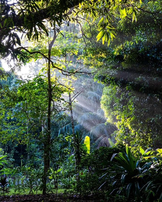 A patch of tropical forest in Costa Rica